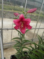 [1758 Carbonero Mak No02.JPG]